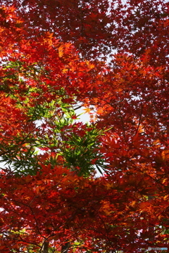 紅葉の赤と竹の緑