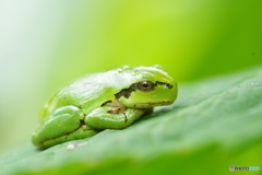 雨待ち