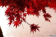 紅