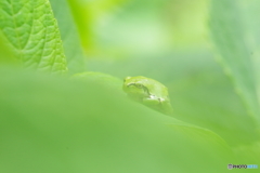 緑に紛れて
