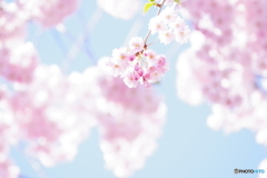 恋色