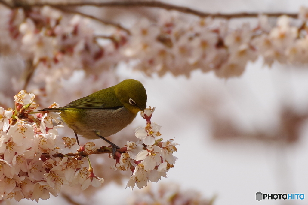 春の接吻
