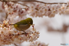 春の接吻