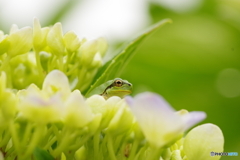 高みの見物
