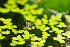 刺される覚悟で