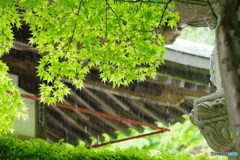 緑の潤い