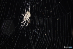 ビックスパイダー