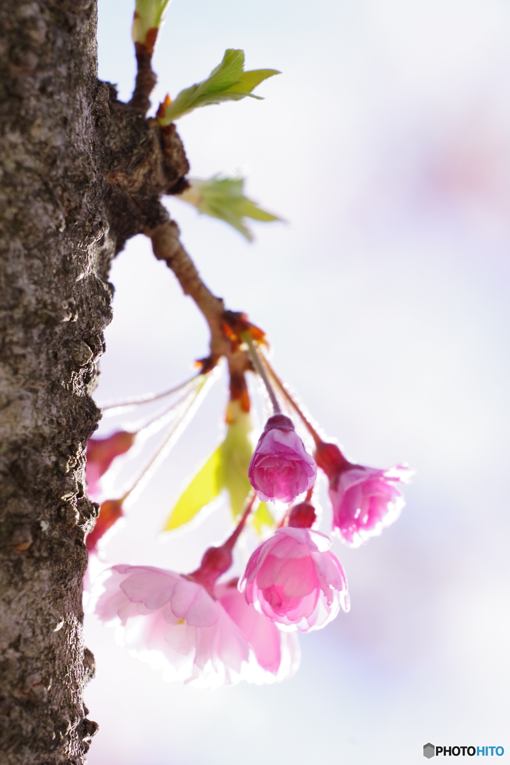 小桜咲