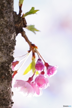 小桜咲