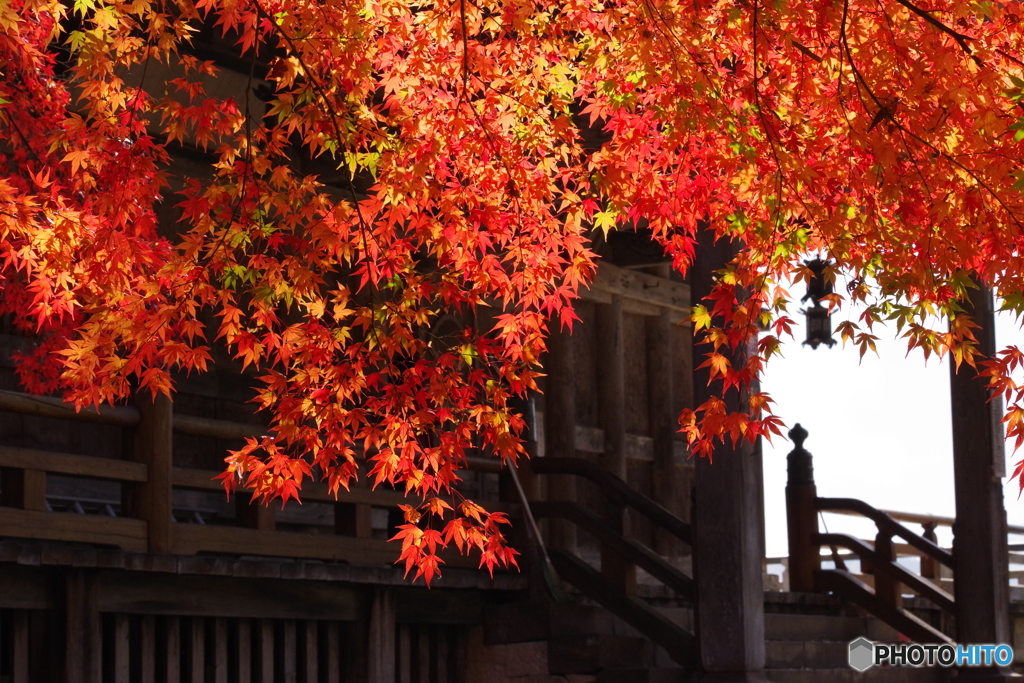 紅に魅せられて