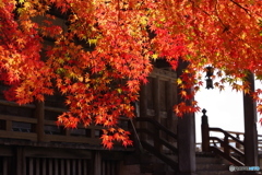 紅に魅せられて