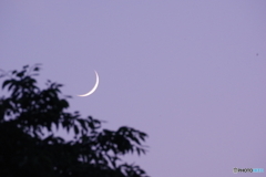 夕空の月