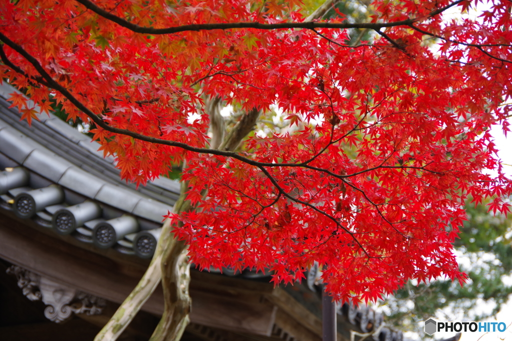 紅