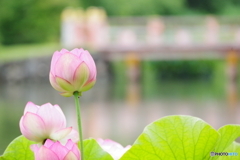 極楽浄土