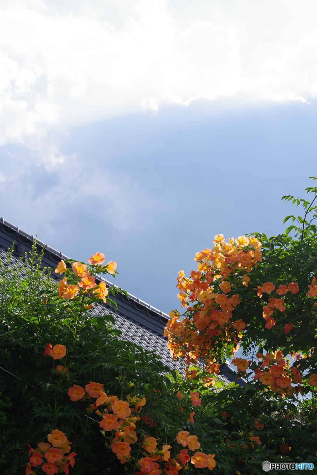 好きな花と夏の空