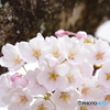 春の息吹