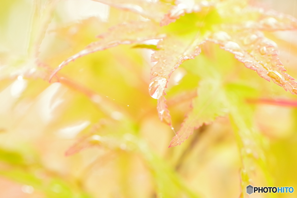 霧雨の中で
