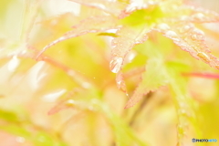 霧雨の中で