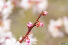 春蕾