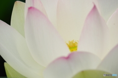 浄土の華