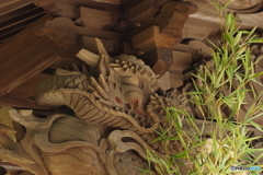 守龍