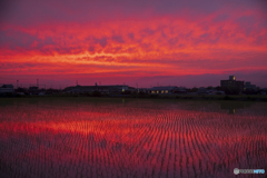 佐賀平野の夕焼け