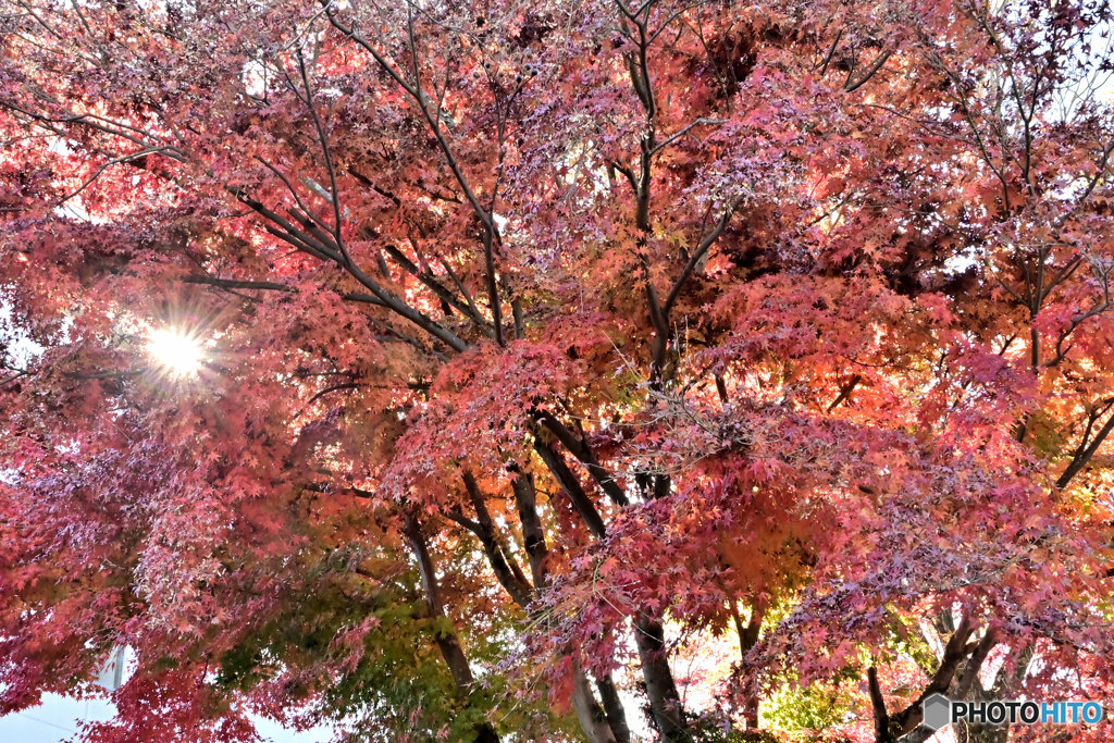 光芒と紅葉