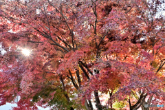 光芒と紅葉