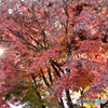 光芒と紅葉