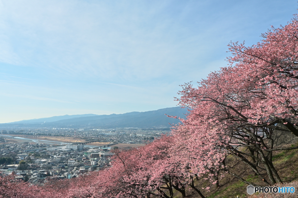 桜たちが絶景見学