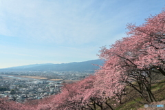 桜たちが絶景見学
