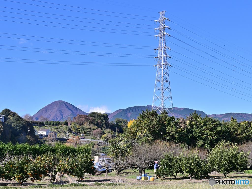 鉄塔に見守られてミカンの収穫