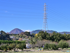 鉄塔に見守られてミカンの収穫