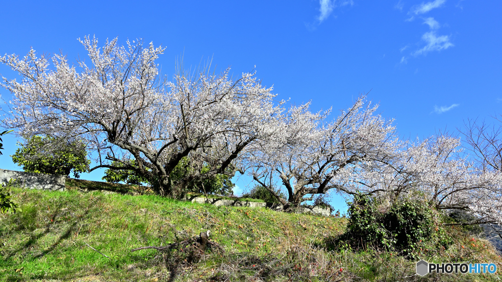お花見しましょ