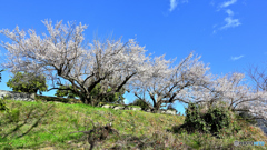 お花見しましょ
