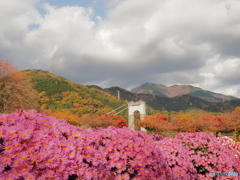 花と紅葉と吊り橋