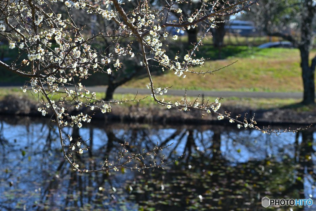 白梅と池