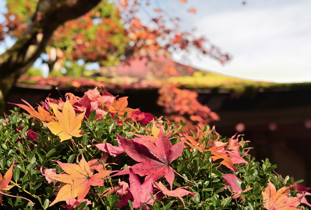 枯落ち葉と苔屋根