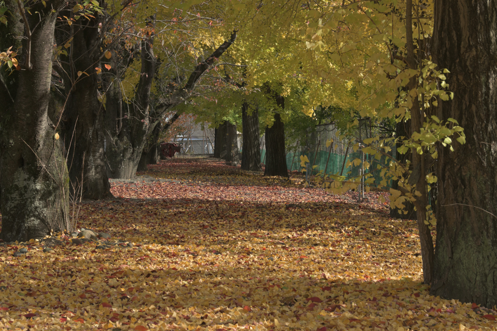 晩秋の散歩道