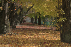 晩秋の散歩道