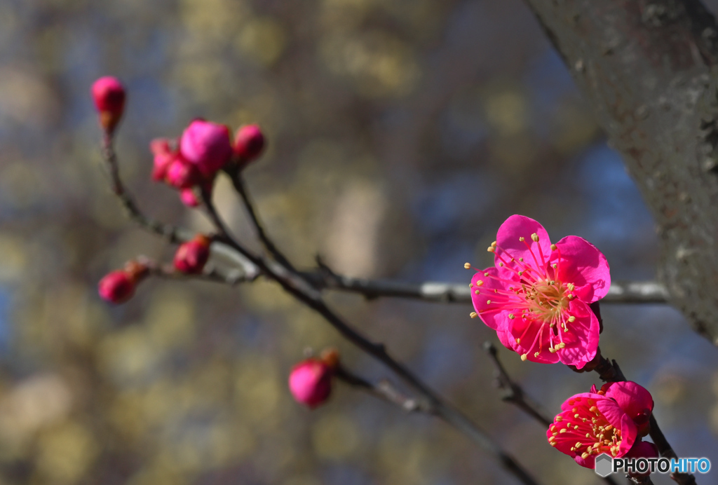 紅でがんばる！