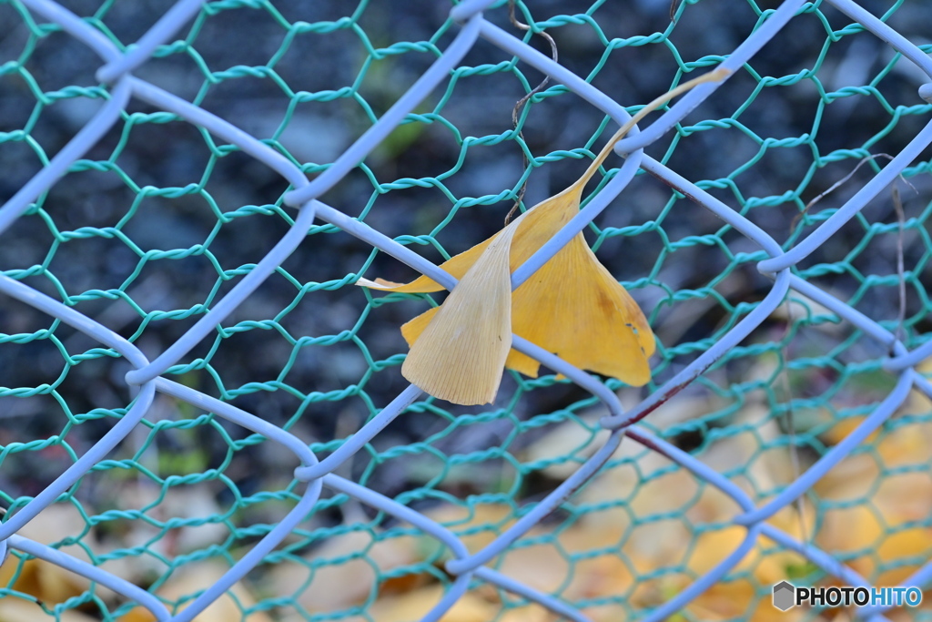 はさまれちゃった