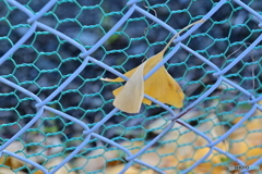 はさまれちゃった