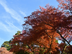 紅葉と飛行機雲