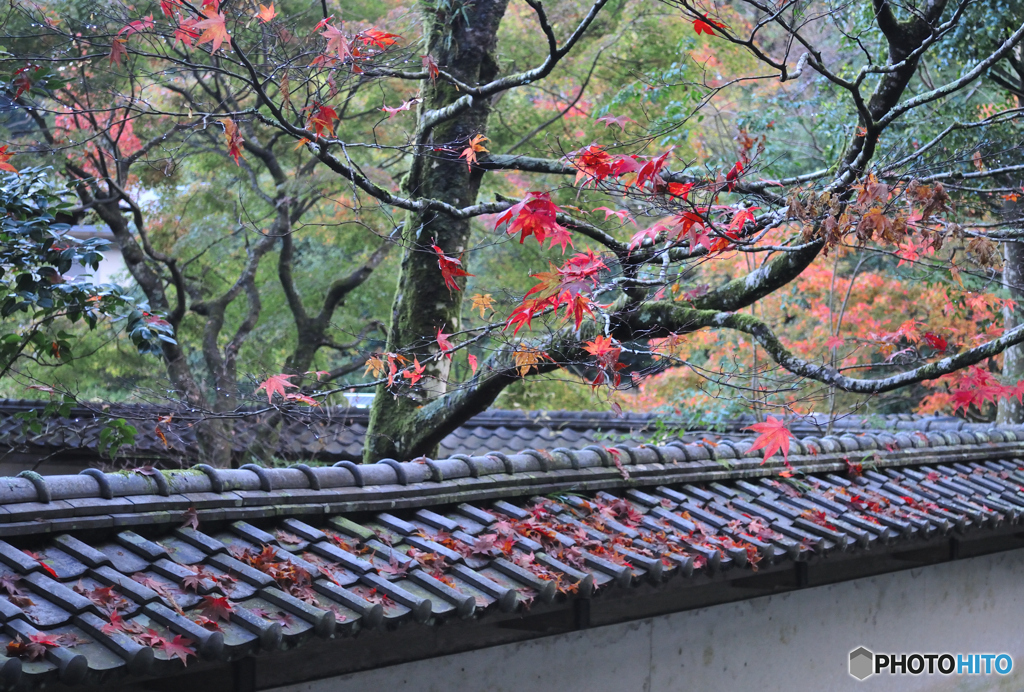 晩秋の紅葉と瓦