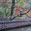晩秋の紅葉と瓦