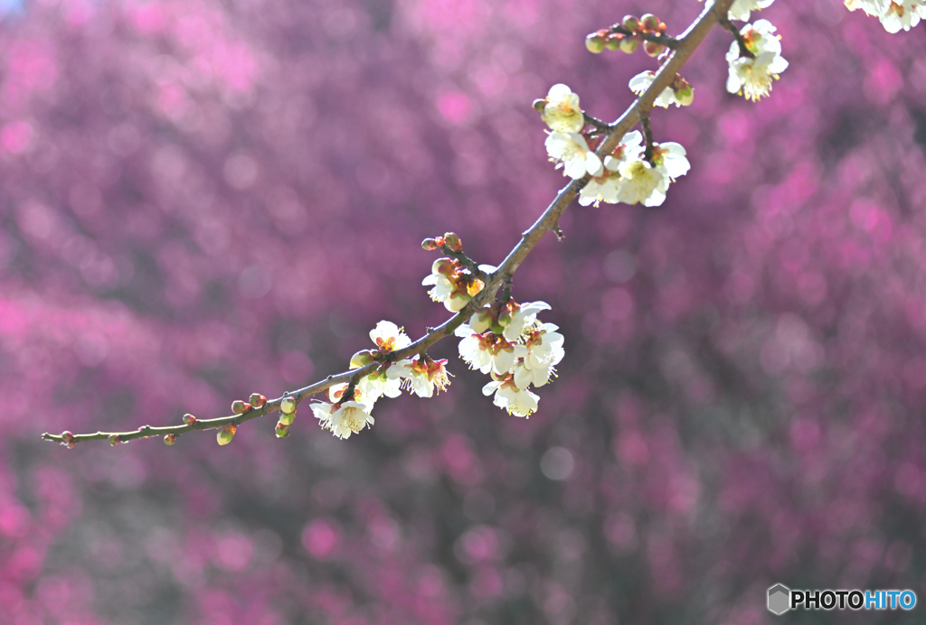 みんなに見守られて