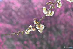 みんなに見守られて