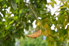 白糸のハンモックで休憩