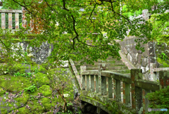 石橋の上のモミジ